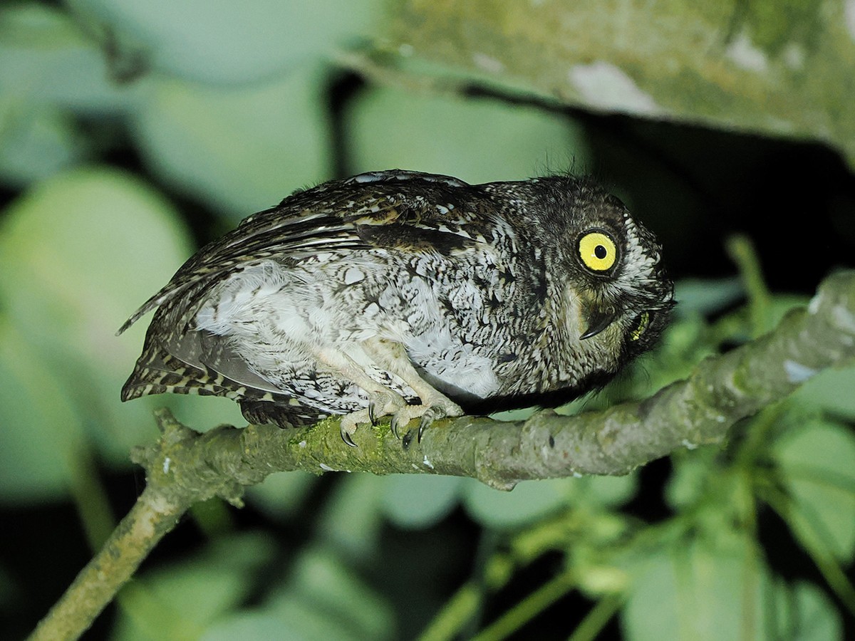 Mindanao Scops-Owl - ML635810255