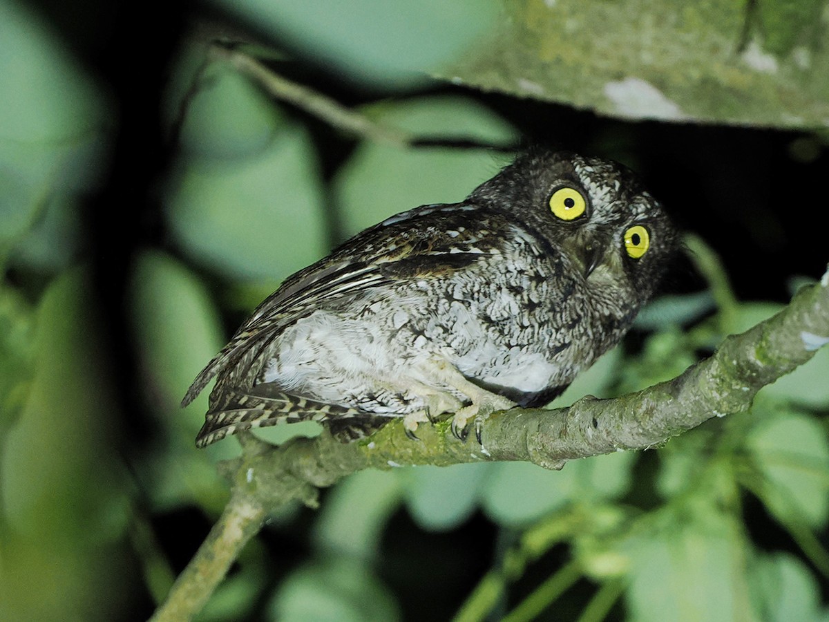 Mindanao Scops-Owl - ML635810256