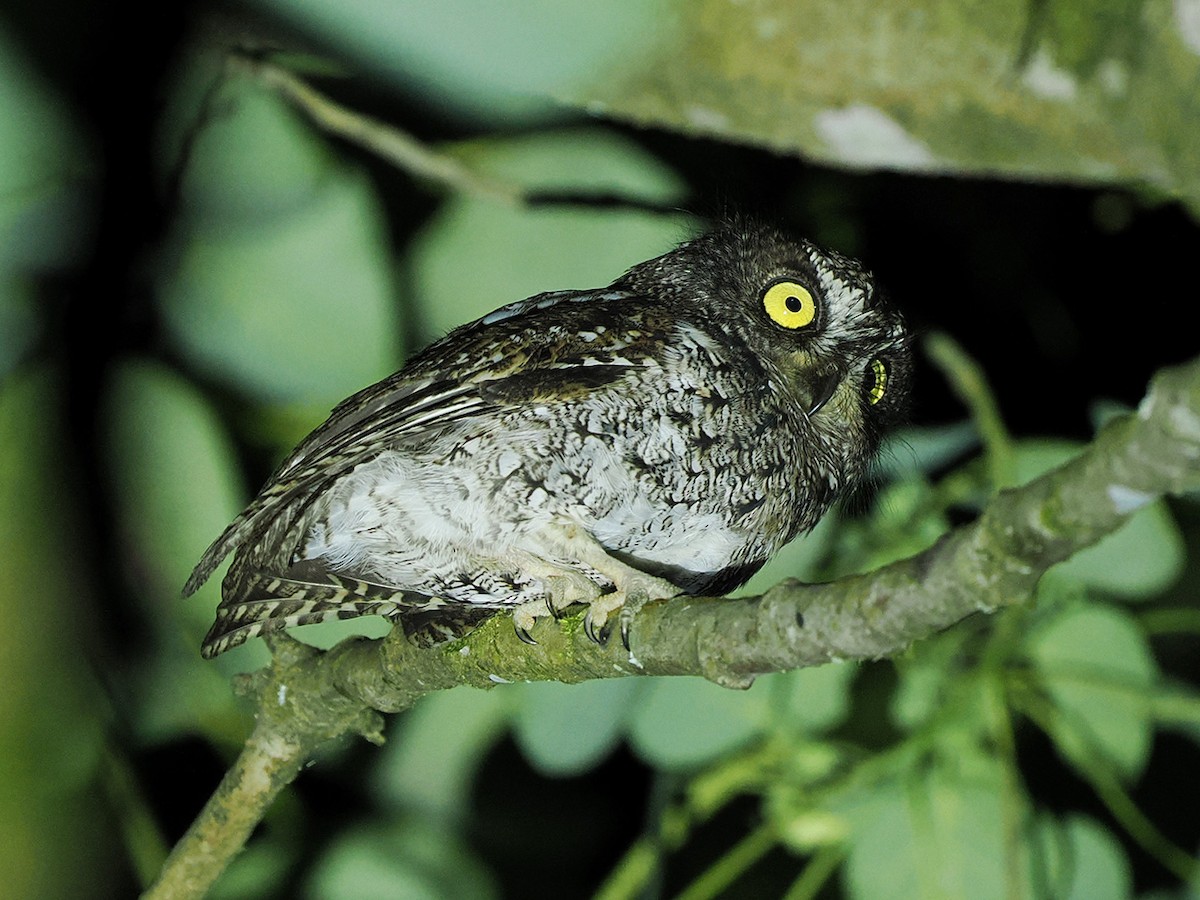 Mindanao Scops-Owl - ML635810257