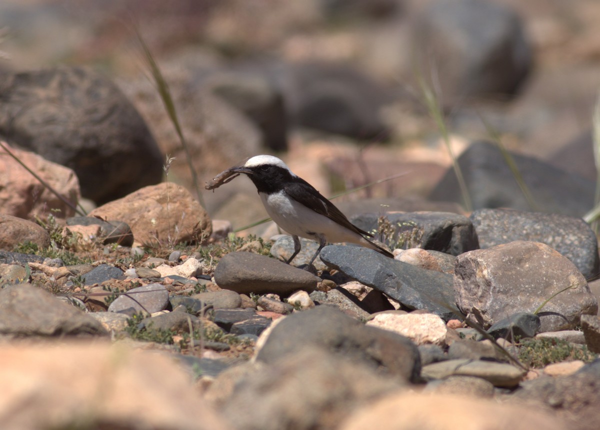Mourning Wheatear (Maghreb) - ML635810271