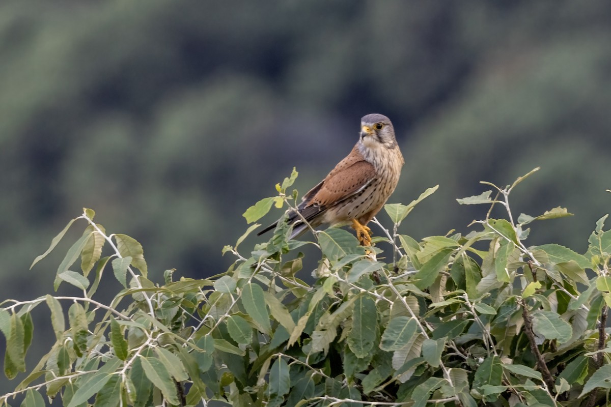 チョウゲンボウ - ML635810310