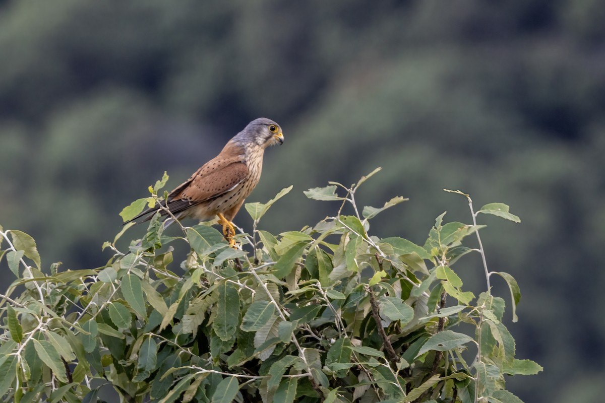 チョウゲンボウ - ML635810311