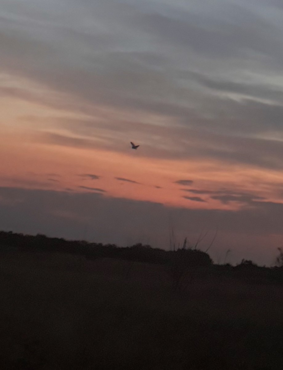 Short-eared Owl - ML635810314