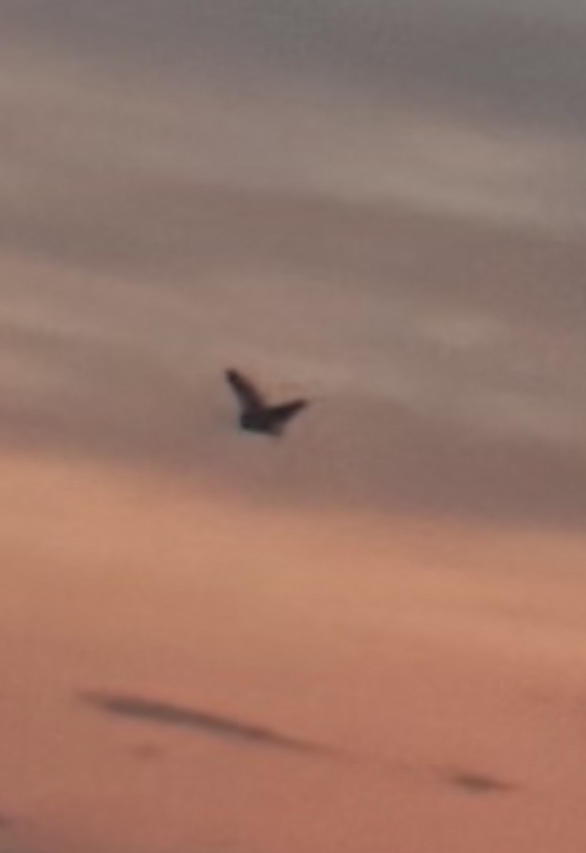 Short-eared Owl - ML635810351