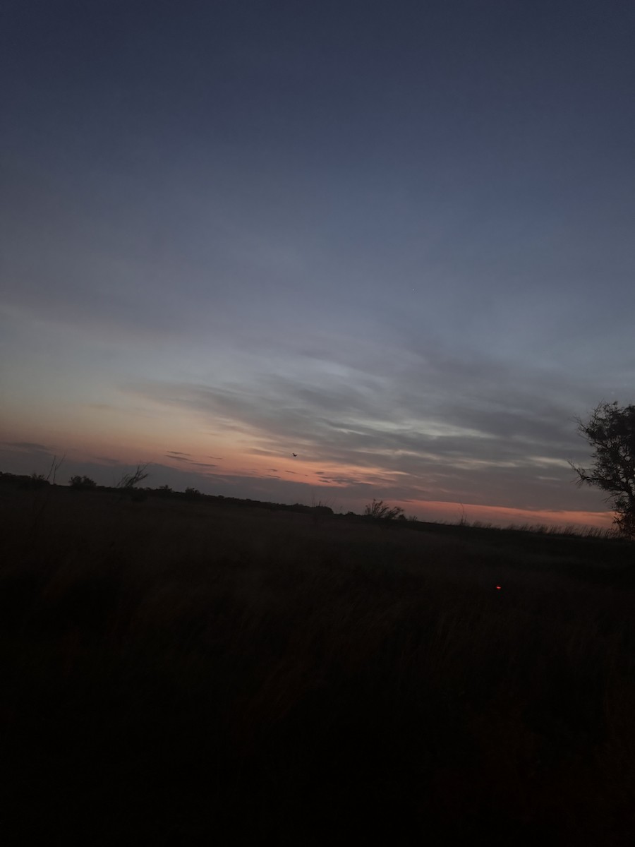 Short-eared Owl - ML635810352