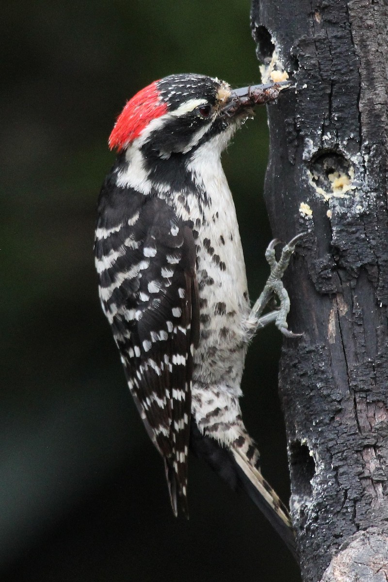 Nuttall's Woodpecker - ML635810444