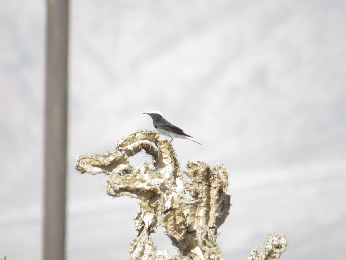Hooded Wheatear - ML635810473