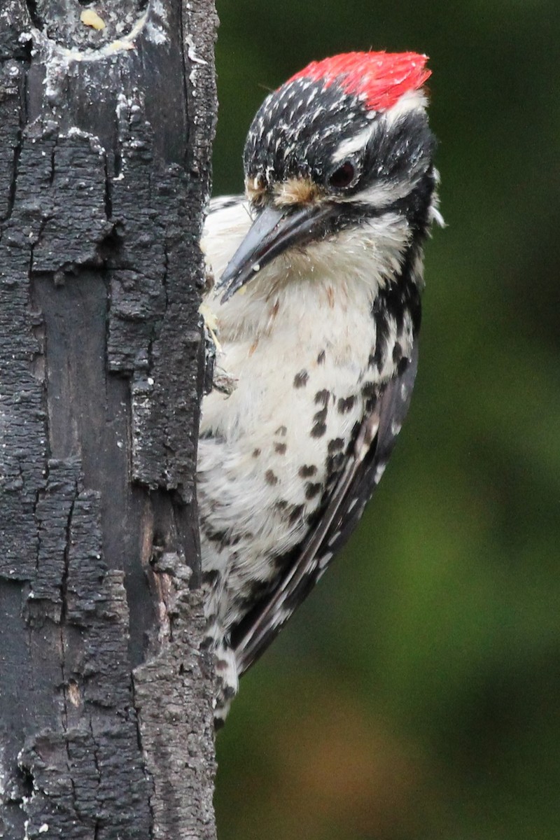 Nuttall's Woodpecker - ML635810492