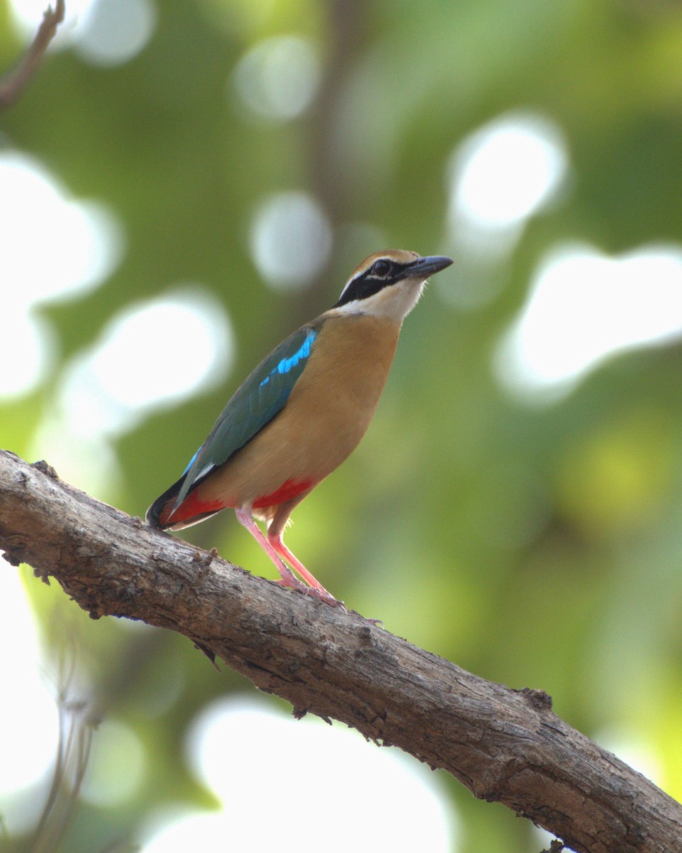 Indian Pitta - ML635810618