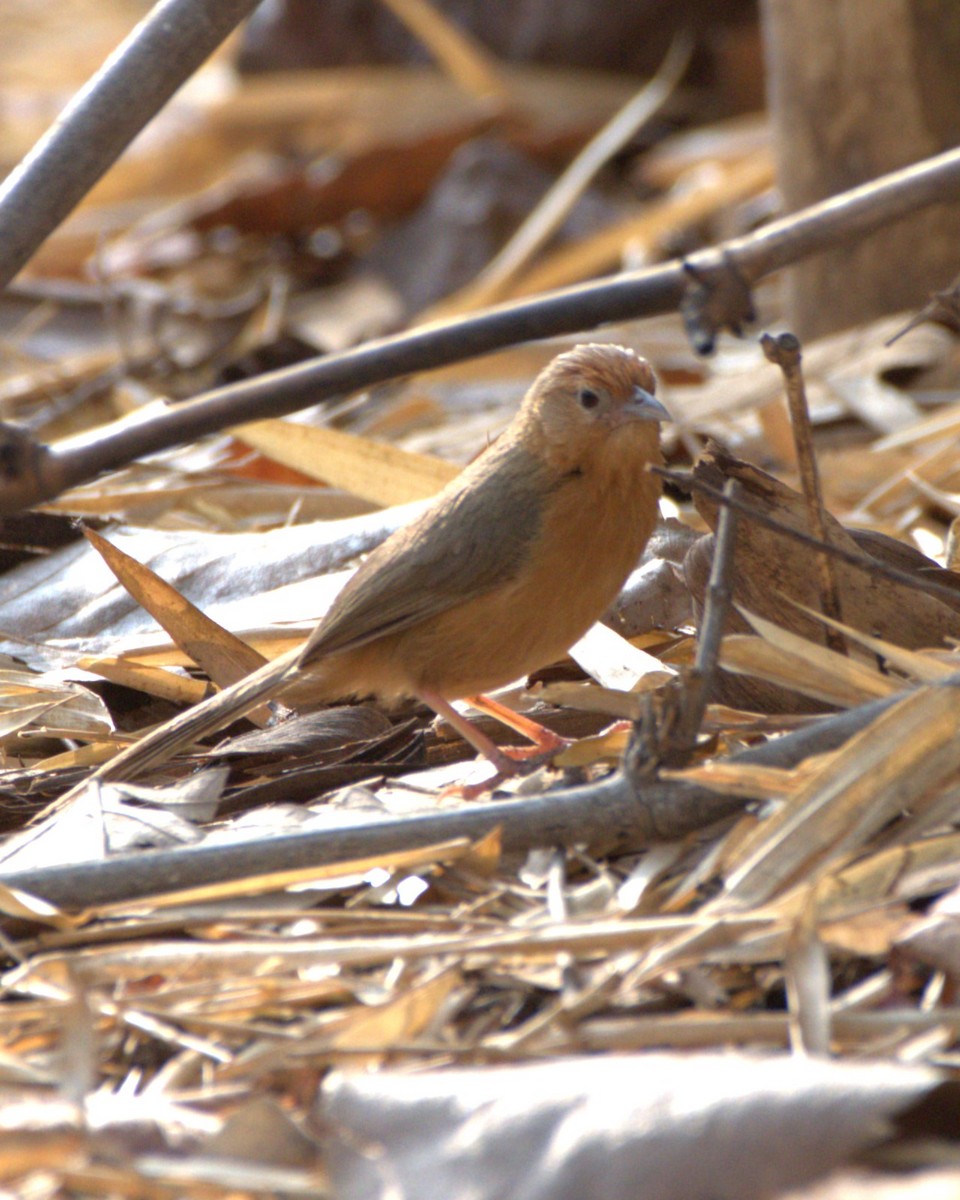Tawny-bellied Babbler - ML635810619