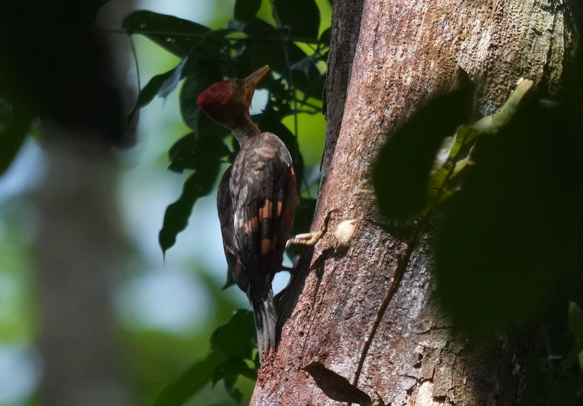 Orange-backed Woodpecker - ML635810920
