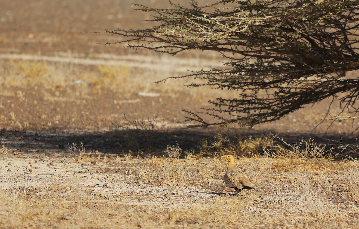 Chestnut-bellied Sandgrouse - ML635810952