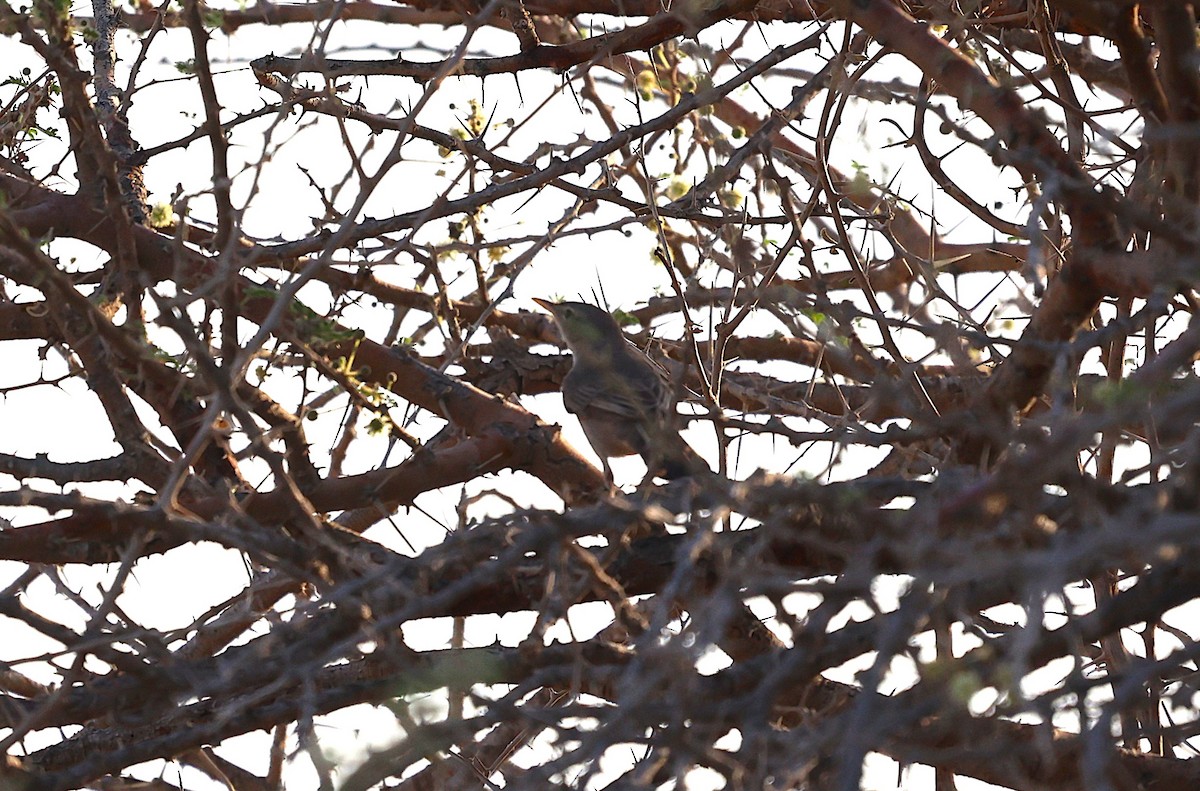 Upcher's Warbler - ML635810960