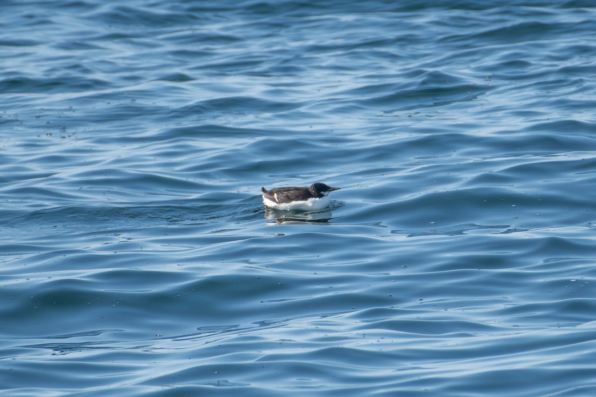 Thick-billed Murre - ML635810968