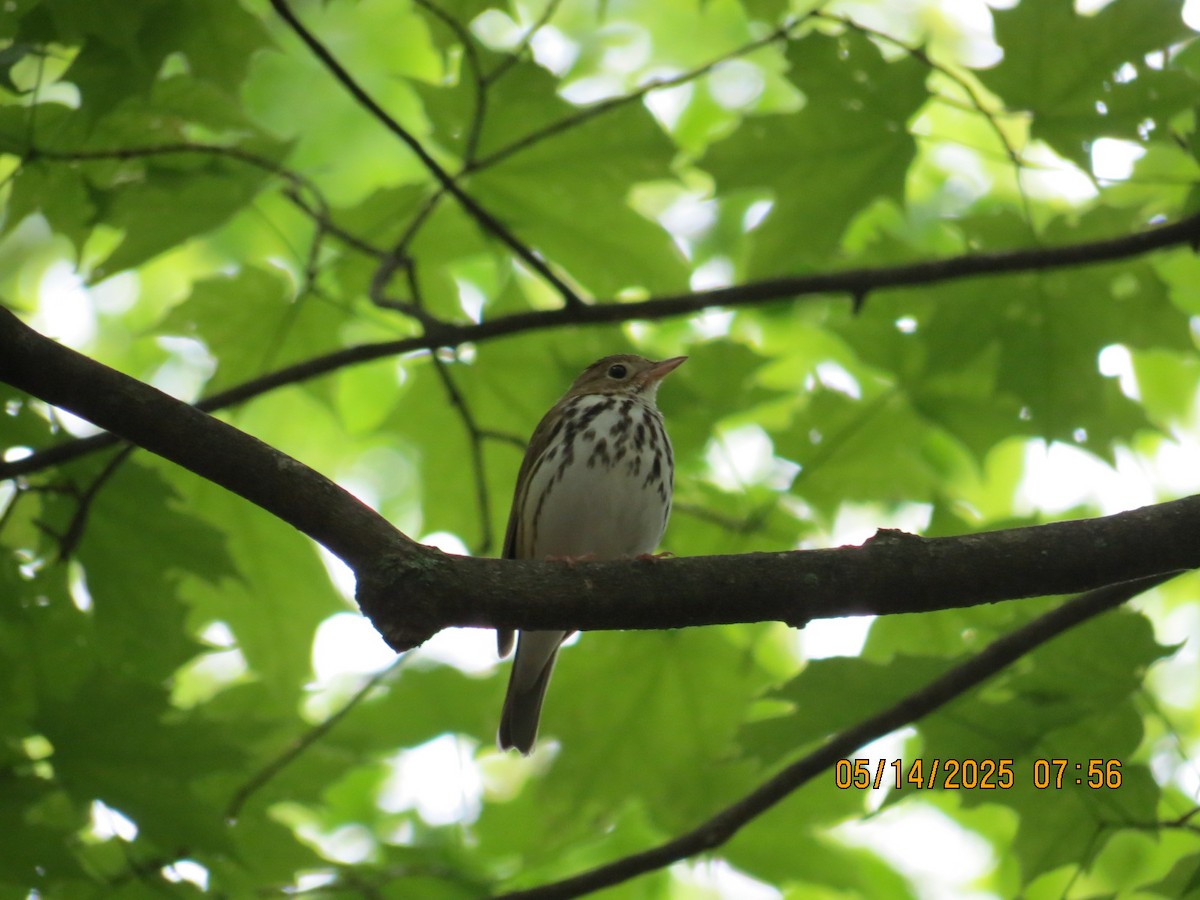 Ovenbird - ML635810988