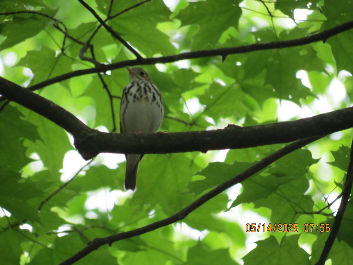Ovenbird - ML635810989