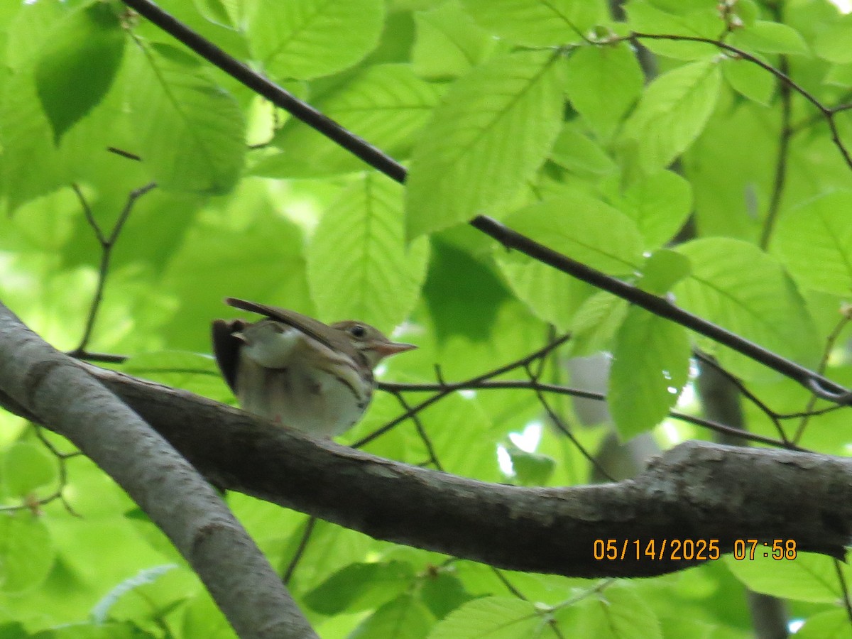 Ovenbird - ML635810990
