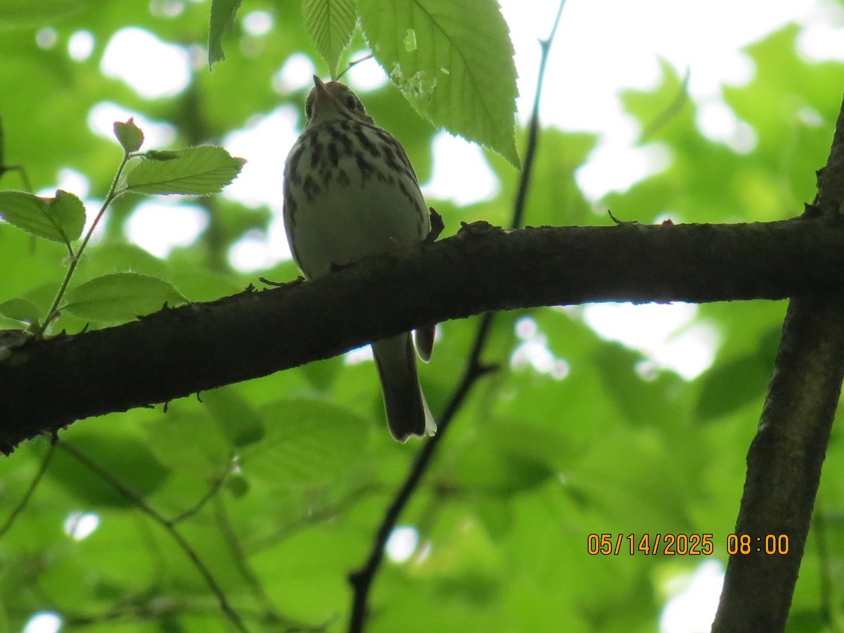 Ovenbird - ML635810991