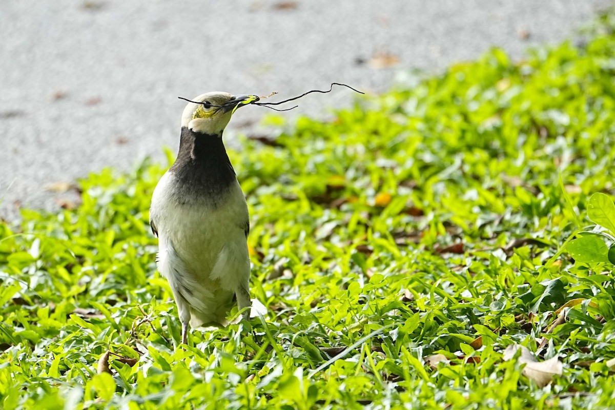 Black-collared Starling - ML635811029