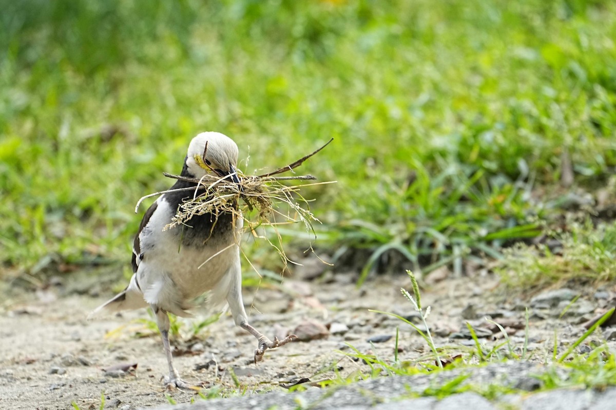 Black-collared Starling - ML635811030