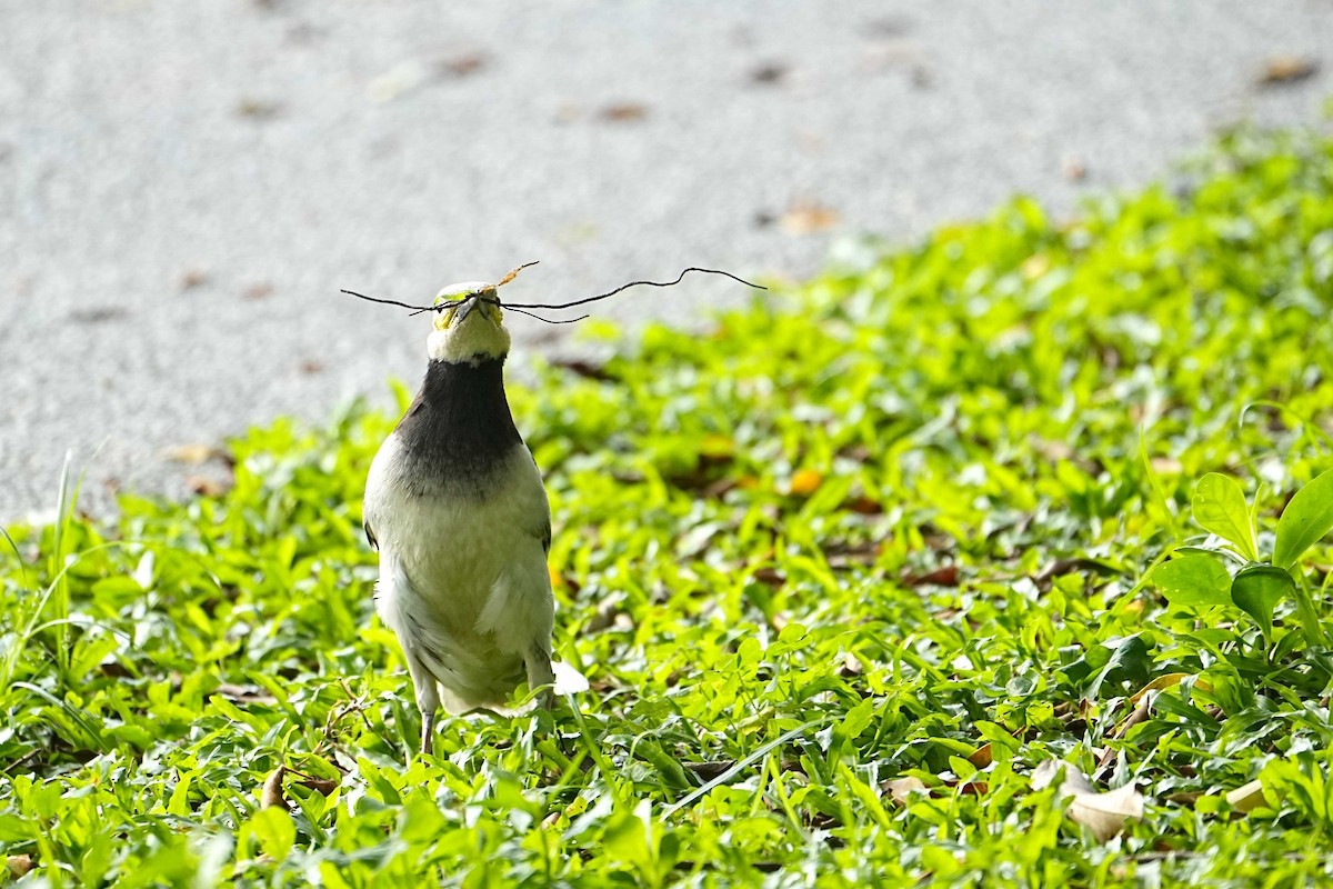 Black-collared Starling - ML635811031