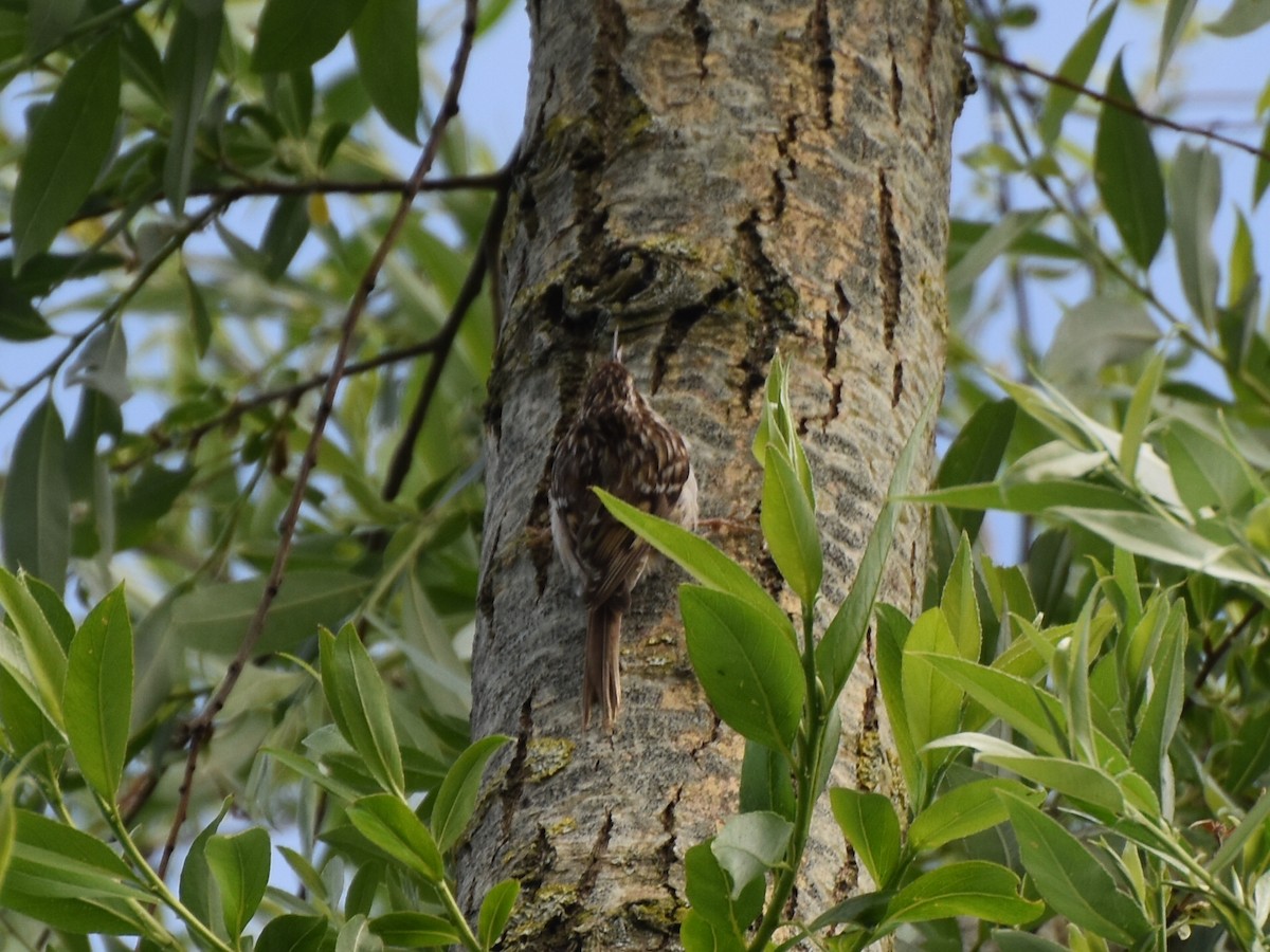 Gartenbaumläufer - ML635811044
