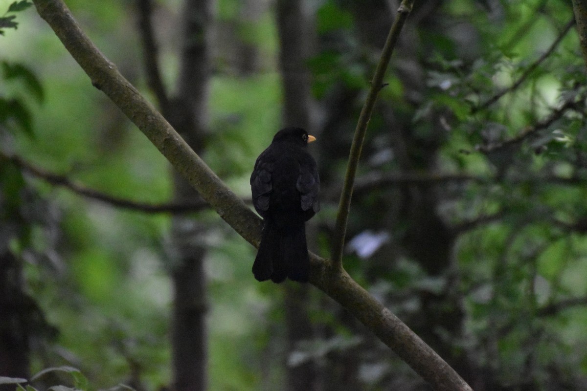 Amsel - ML635811062
