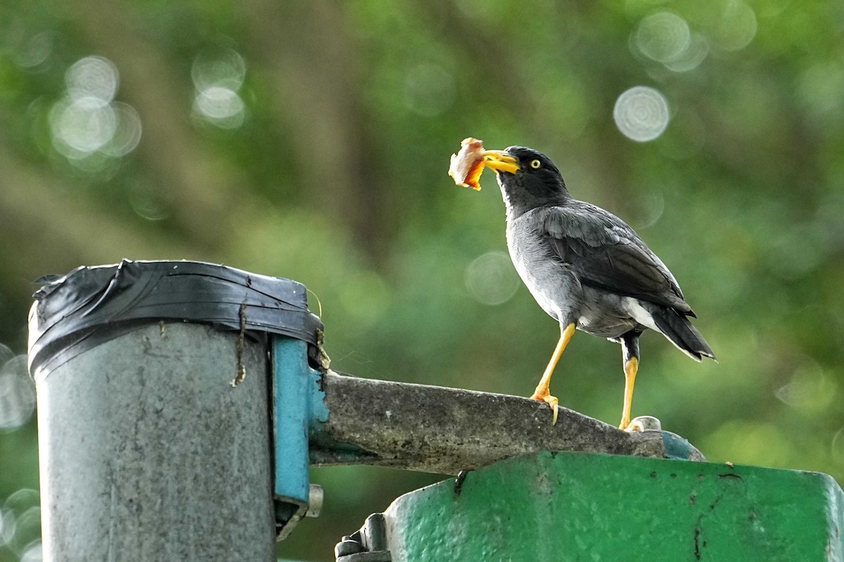 Javan Myna - ML635811083