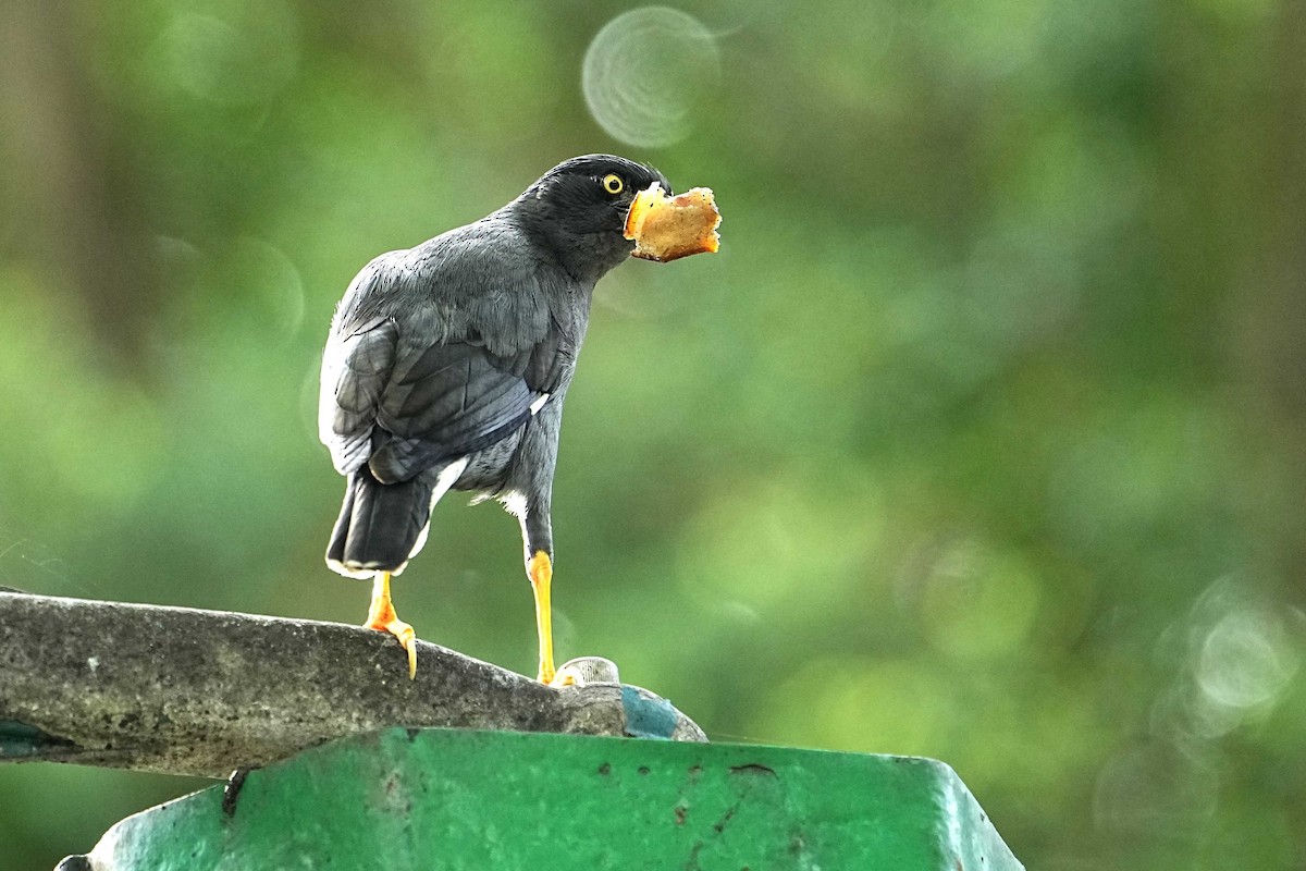 Javan Myna - ML635811084