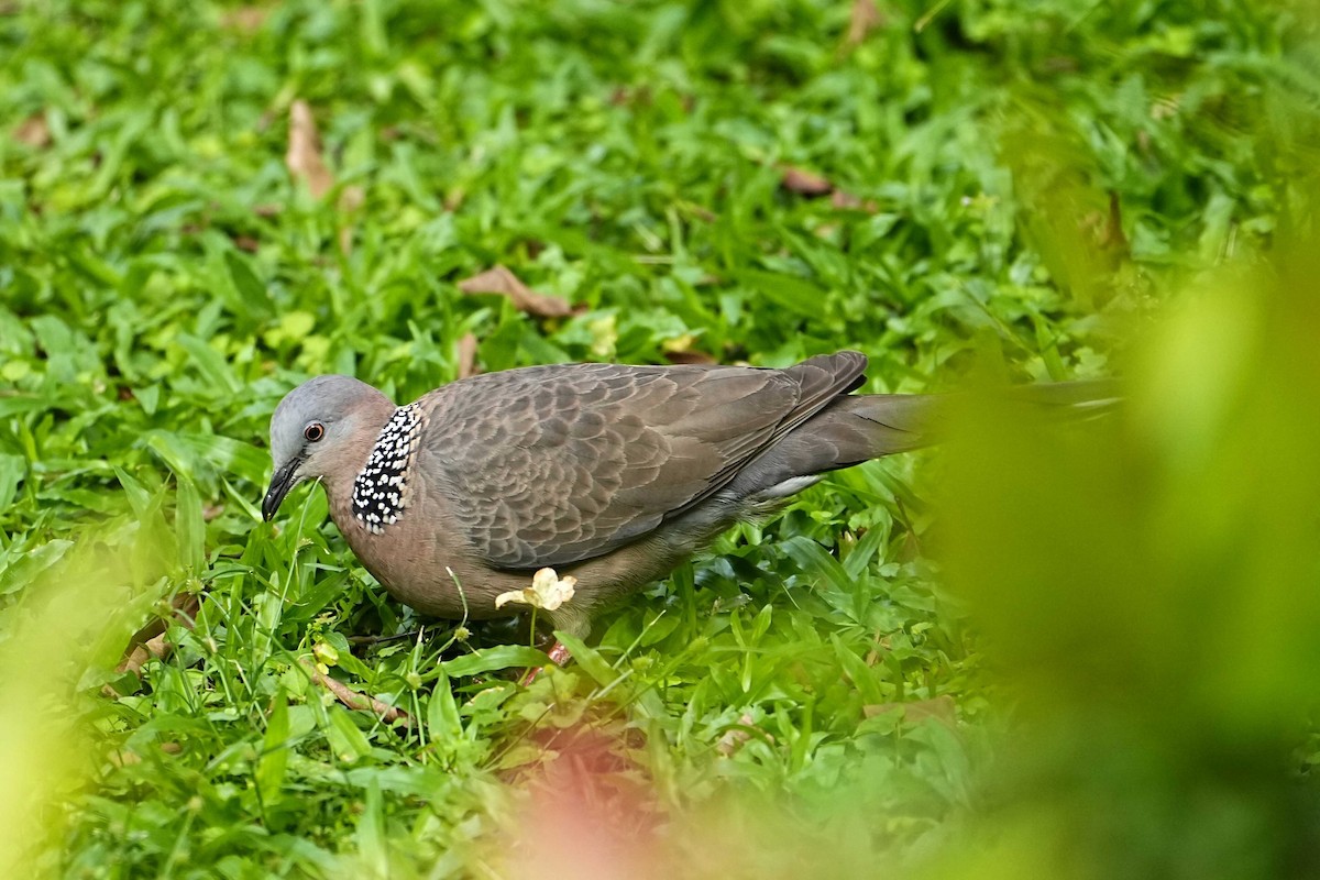 Spotted Dove - ML635811085