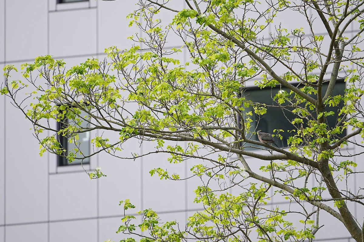 Oriental Turtle-Dove - ML635811087