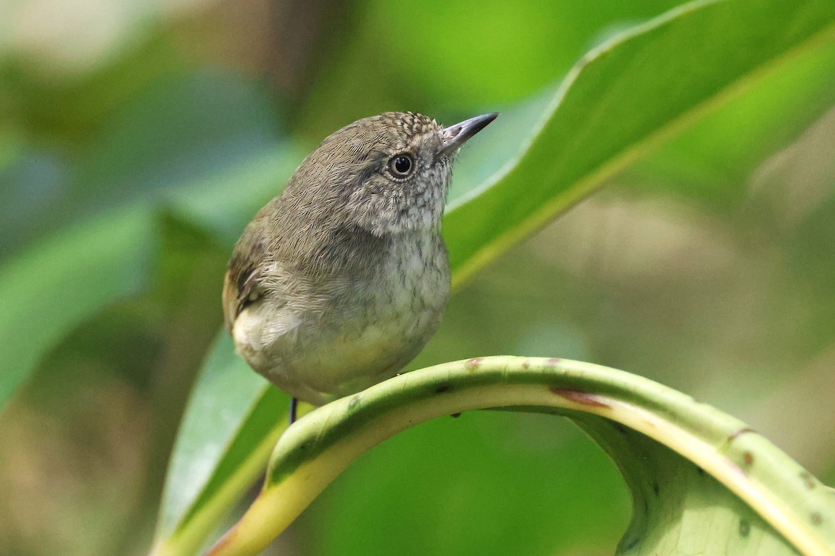 Mountain Thornbill - ML635811382
