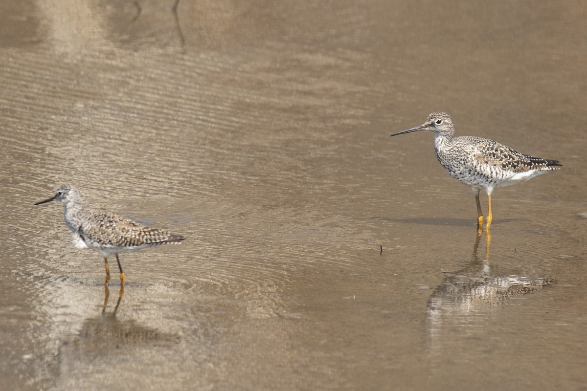 Lesser Yellowlegs - ML635811534