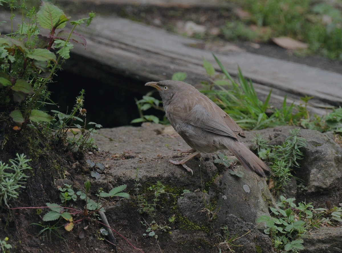 Jungle Babbler - ML635811616