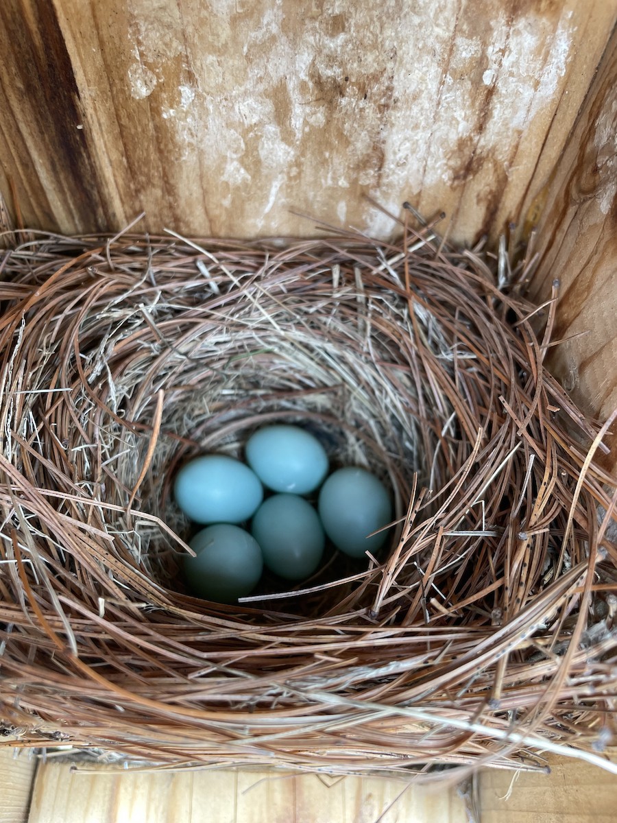 Eastern Bluebird - ML635811619
