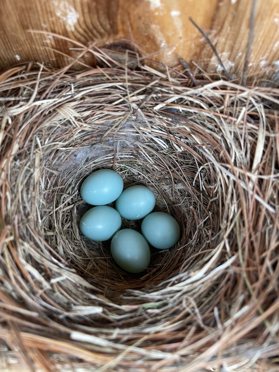 Eastern Bluebird - ML635811620