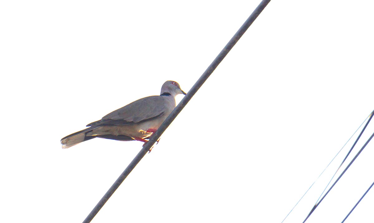 Red-eyed Dove - ML635811627