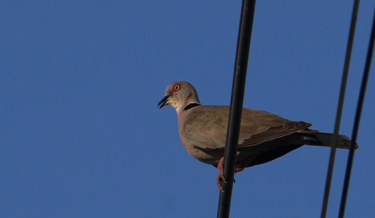 Red-eyed Dove - ML635811696