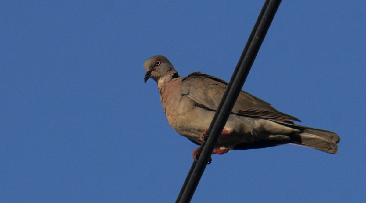 Red-eyed Dove - ML635811700