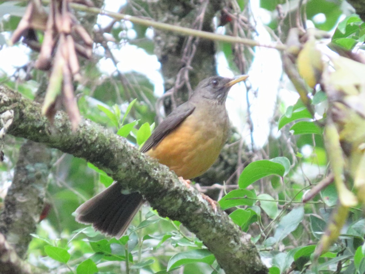 Olive Thrush - ML635811813