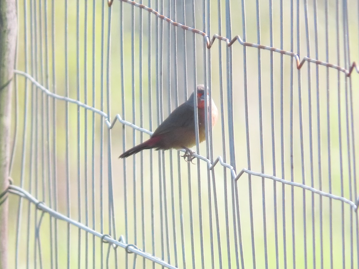 African Firefinch - ML635811882