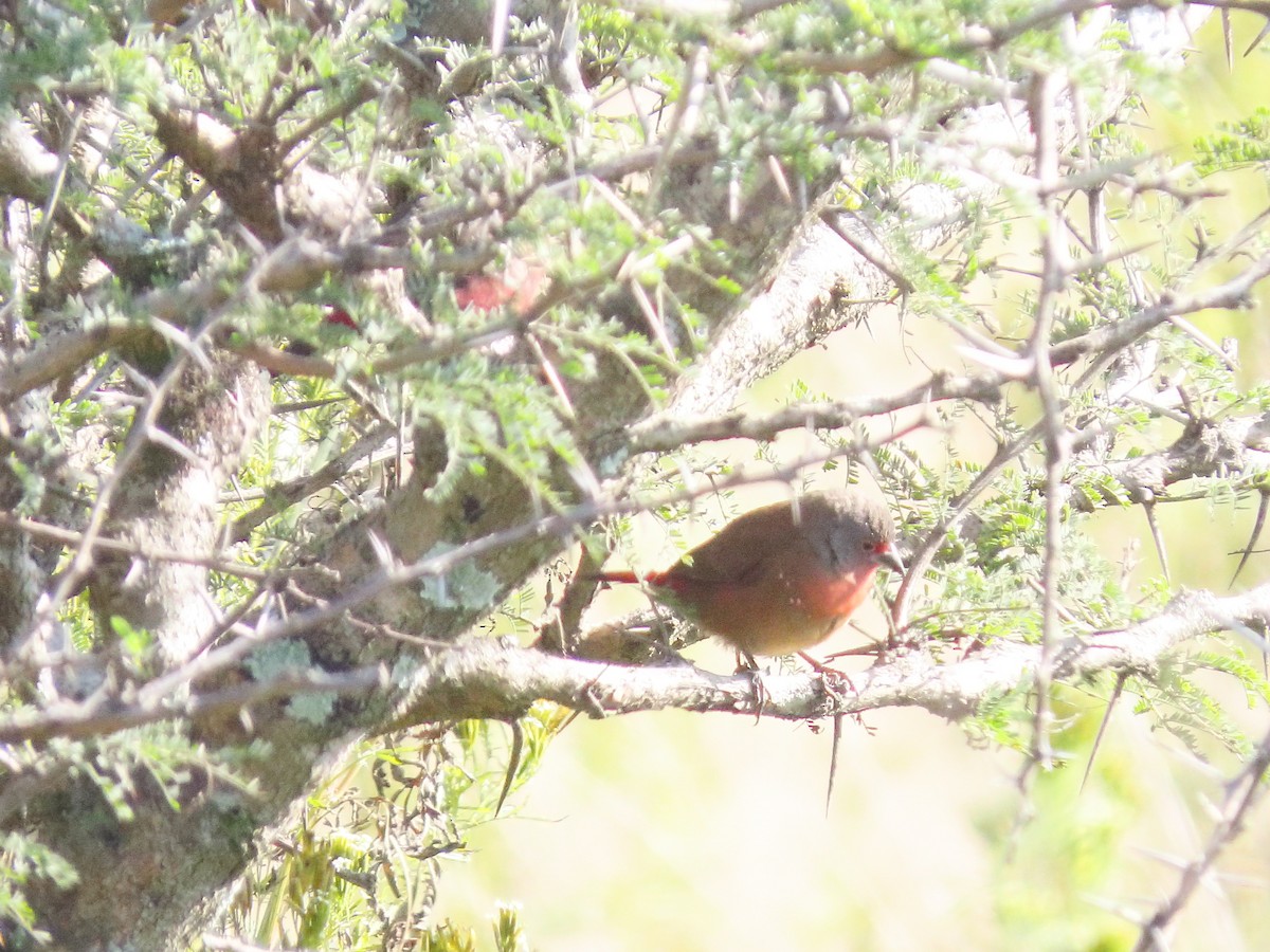 African Firefinch - ML635811883