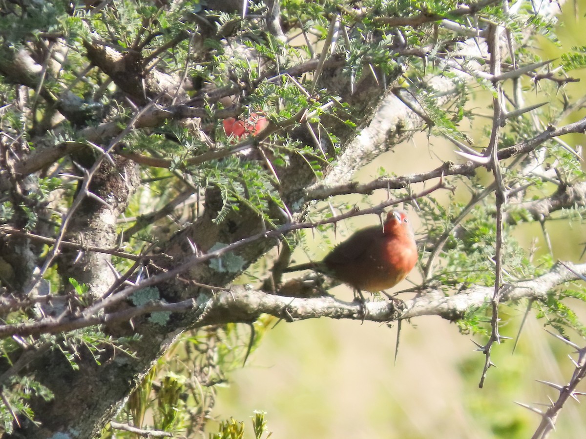 African Firefinch - ML635811884
