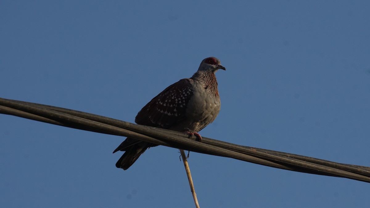 Speckled Pigeon - ML635811910