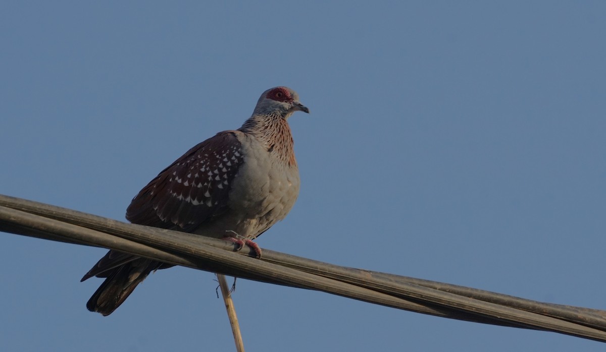 Speckled Pigeon - ML635811911