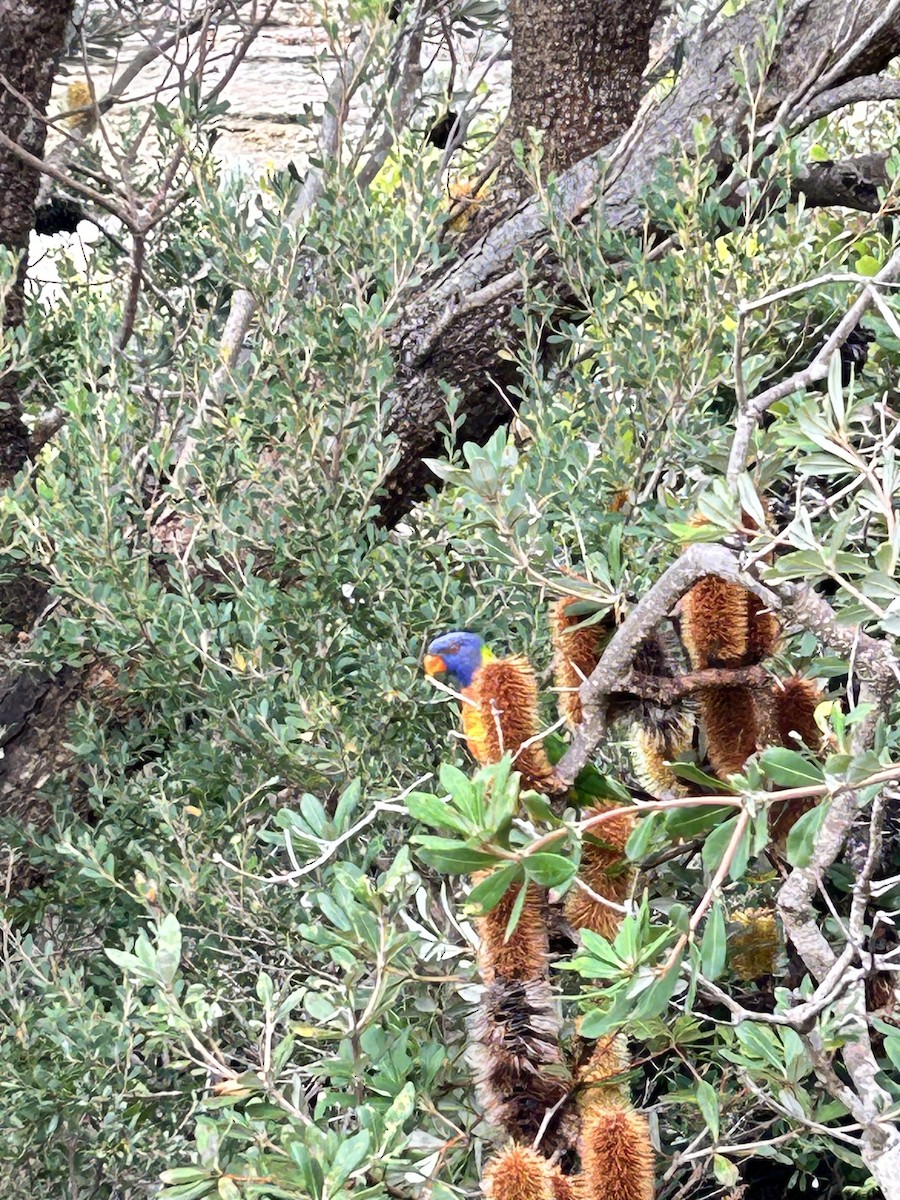 Rainbow Lorikeet - ML635811918