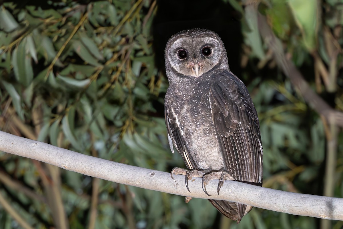 Sooty Owl - ML635811921