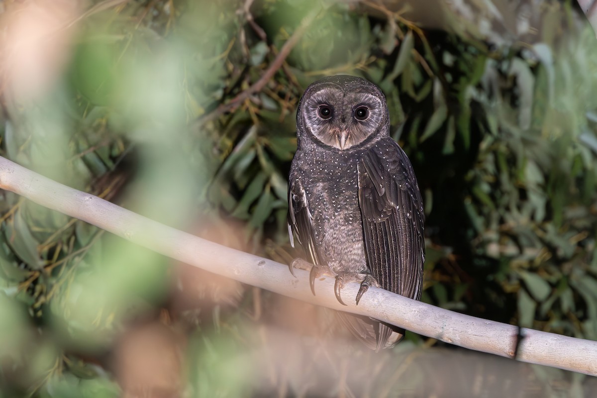Sooty Owl - ML635811922