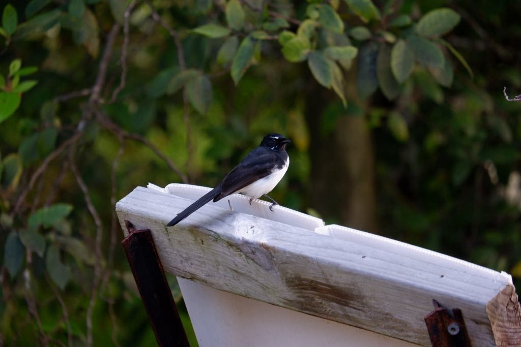 Willie-wagtail - ML635811946