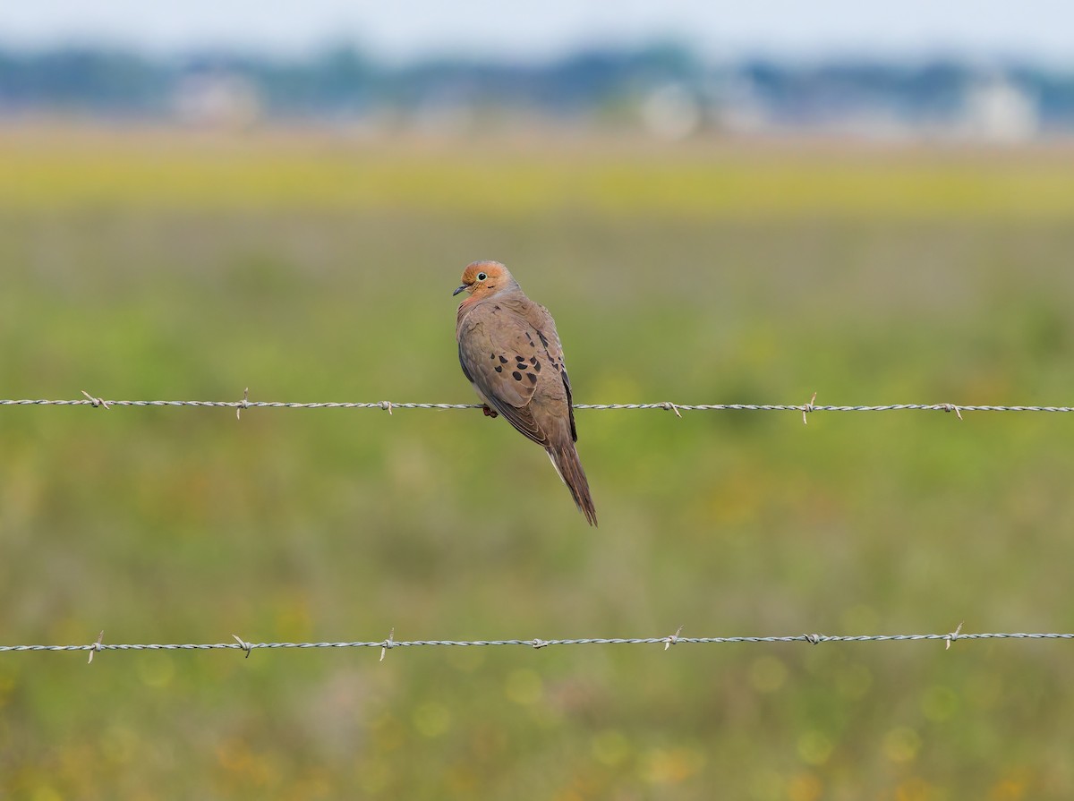 Mourning Dove - ML635811954